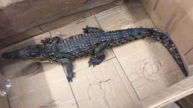 Un crocodile et d'autres animaux exotiques saisis par la police : trois trafiquants arrêtés