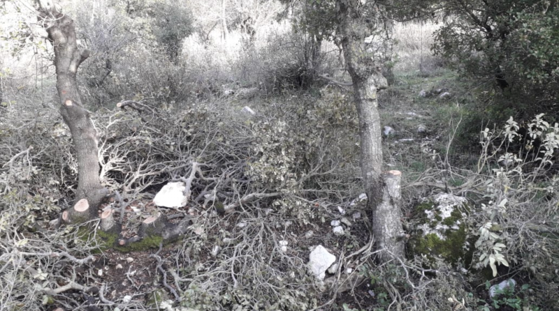 Massacre d’arbres centenaires à Mechmech, dans le caza de Jbeil