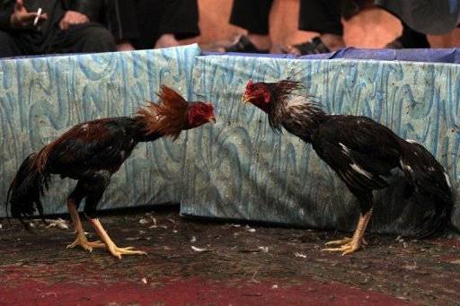 Epidémie de grippe aviaire dans des élevages de poules pondeuses