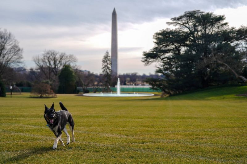 Champ et Major, les chiens du couple Biden, arrivent à la Maison Blanche