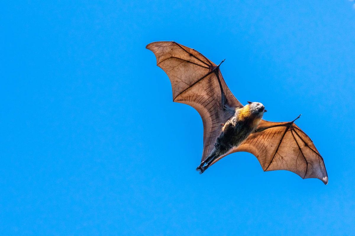 Nipah, ce virus émergent qui fait peur