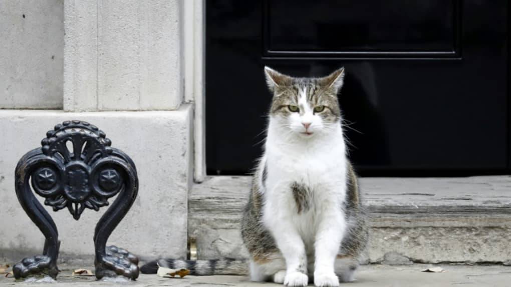 Le chat Larry, un animal politique à Downing Street