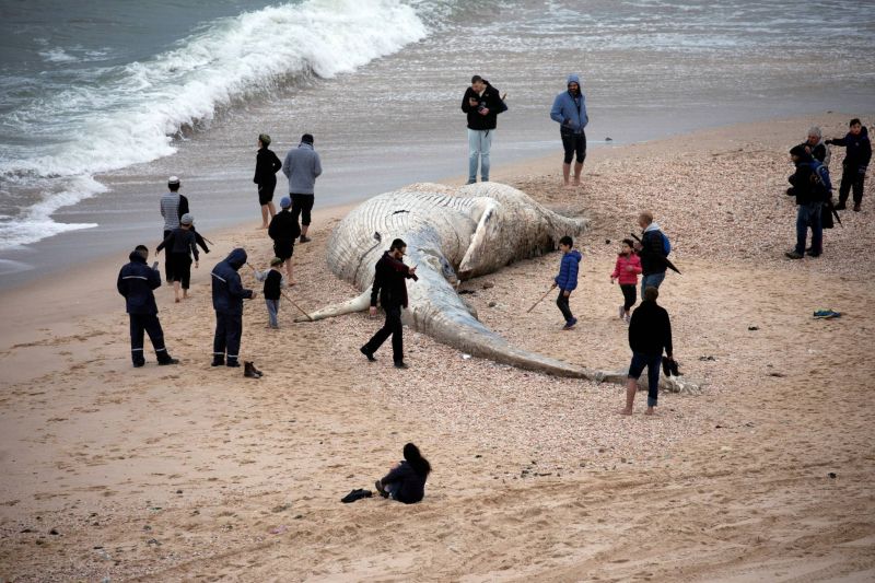 Une baleine morte échouée sur la côte après une tempête