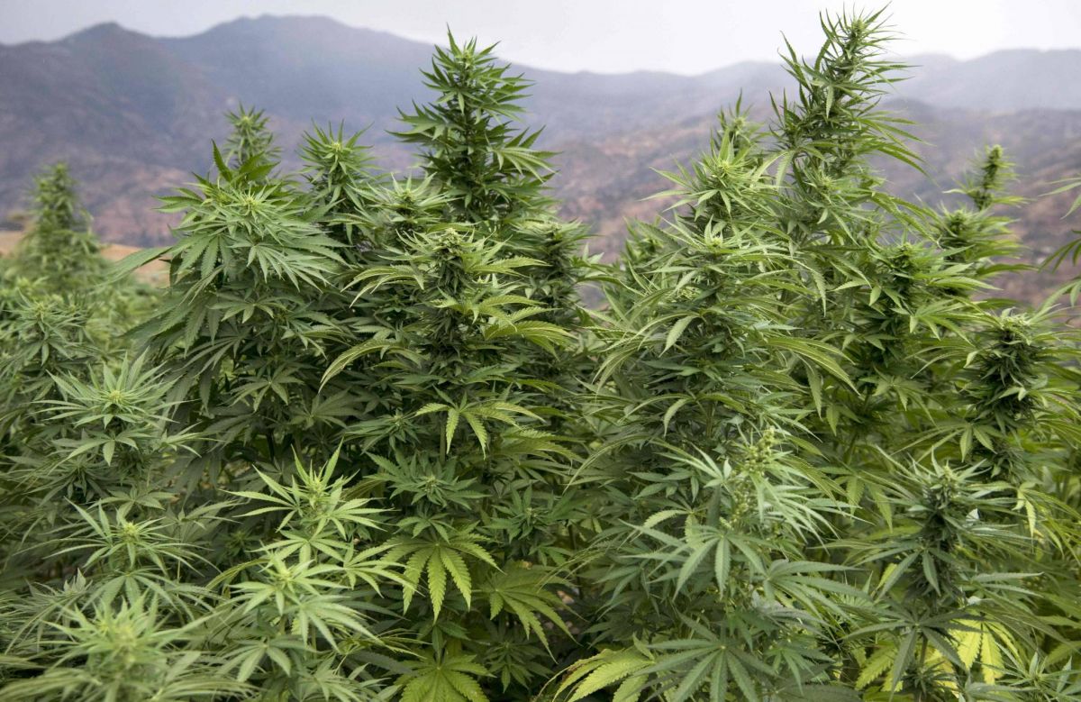 Gros producteur de haschich, le Maroc veut passer au cannabis Gros producteur de haschich, le Maroc veut passer au cannabis