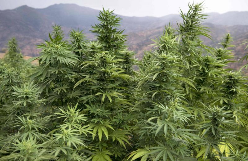 Gros producteur de haschich, le Maroc veut passer au cannabis 