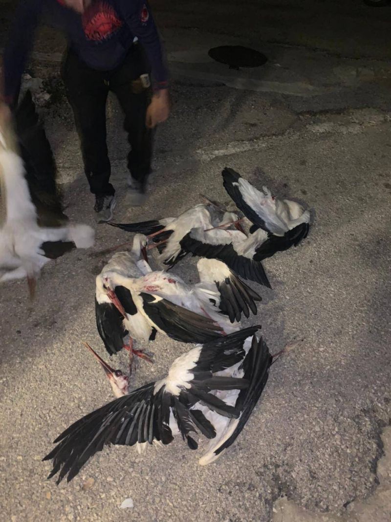 Nouveau massacre de cigognes lors de leur passage au-dessus du Liban