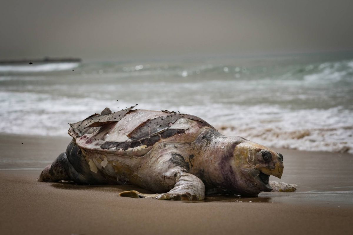 With scant state support, volunteers cleaning up an environmental disaster in Lebanon struggle to keep apace With scant state support, volunteers cleaning up an environmental disaster in Lebanon struggle to keep apace