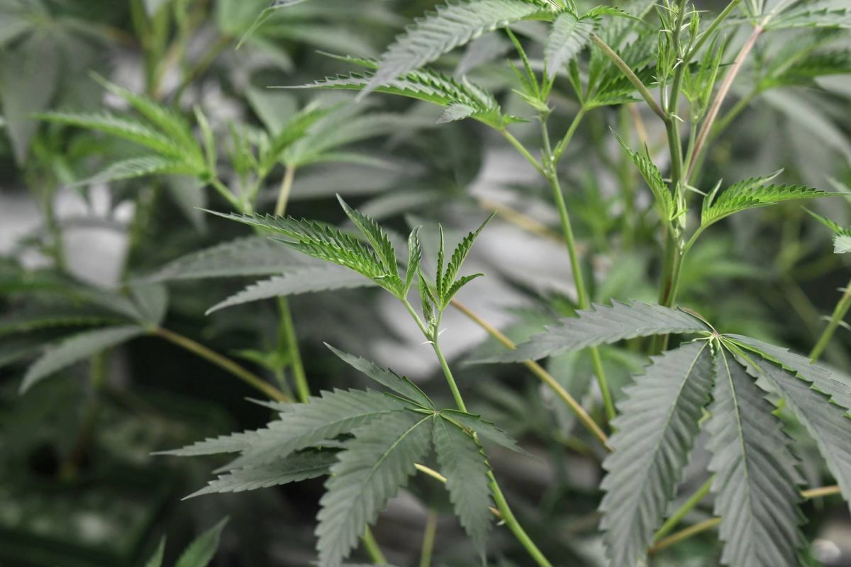 L'Etat de New York adopte une loi légalisant l'usage récréatif de la marijuana