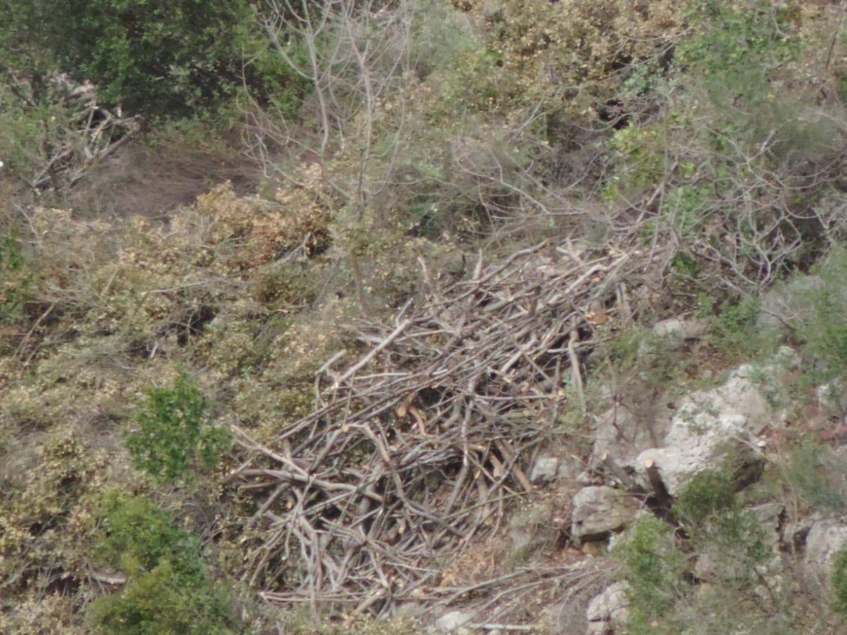 Abattage d’arbres à grande échelle dans le Kesrouan