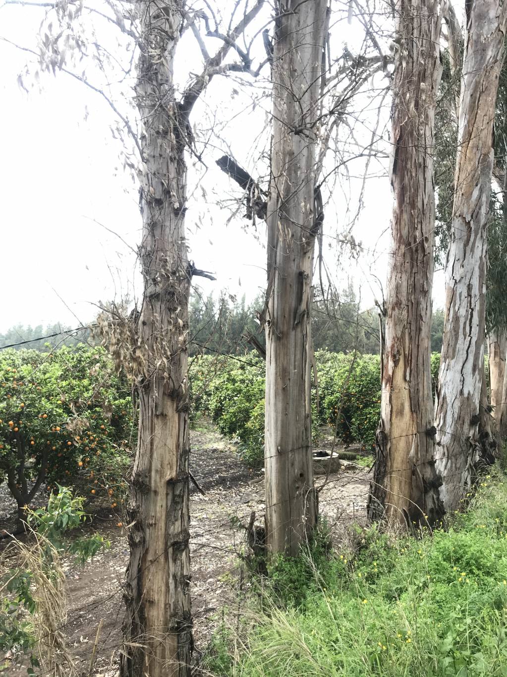 Au Akkar, des eucalyptus sauvés grâce à la mobilisation des habitants et des écolos