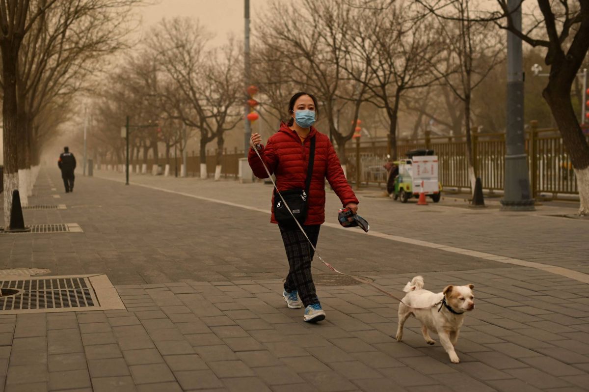 Chiens et chats sont-ils les ennemis de la planète ?