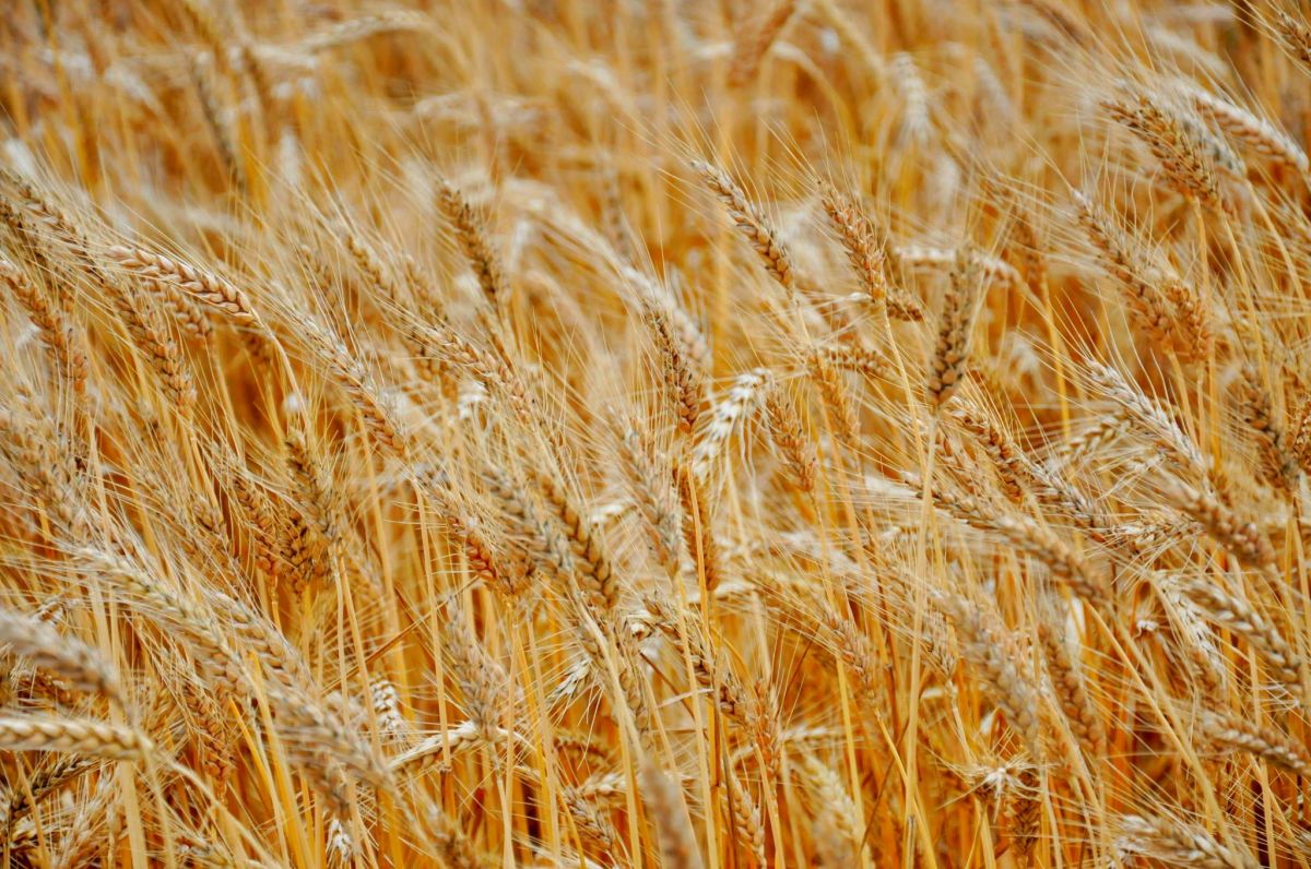 Une décision autorisant une société à exporter du blé local crée la polémique