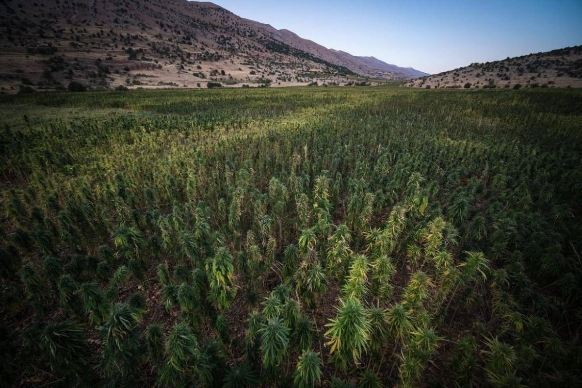 La Grèce saisit quatre tonnes de cannabis dans une cargaison en provenance du Liban La Grèce saisit quatre tonnes de cannabis dans une cargaison en provenance du Liban