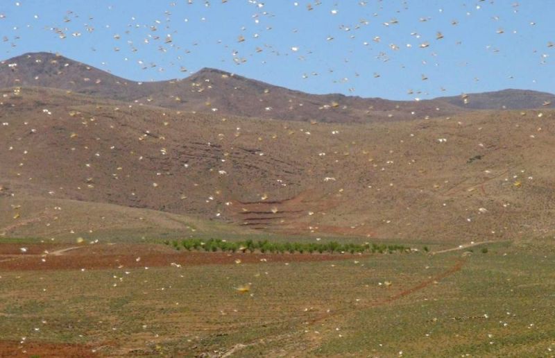 Saudi ban reversal efforts, COVID-19 cases drop, locusts swarm: Everything you need to know this Tuesday