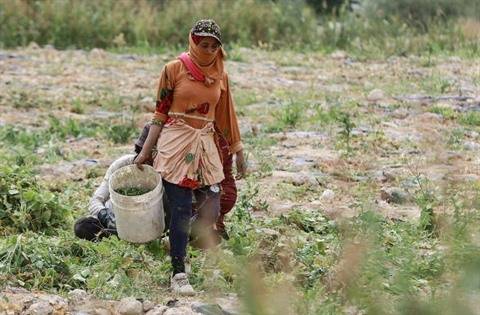 En Jordanie, la sécheresse menace les cultures et l'accès à l'eau potable