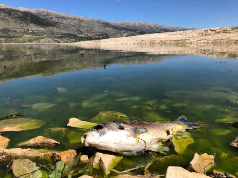 Cent vingt tonnes de poissons morts retirées du lac Qaraoun