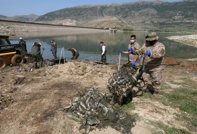 Hécatombe de carpes au lac Qaraoun : plusieurs scénarios, pas encore de réponse claire