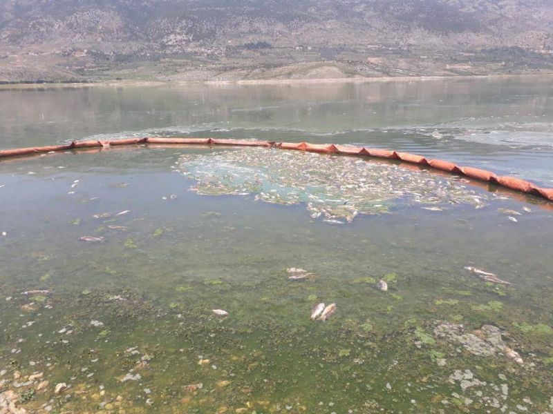 Des poissons douteux, probablement récupérés au bord du lac Qaraoun, saisis à Sabra