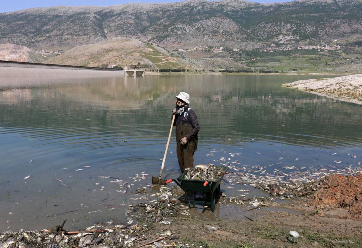 Hécatombe du Qaraoun : un lourd bilan de deux cents tonnes de poissons morts