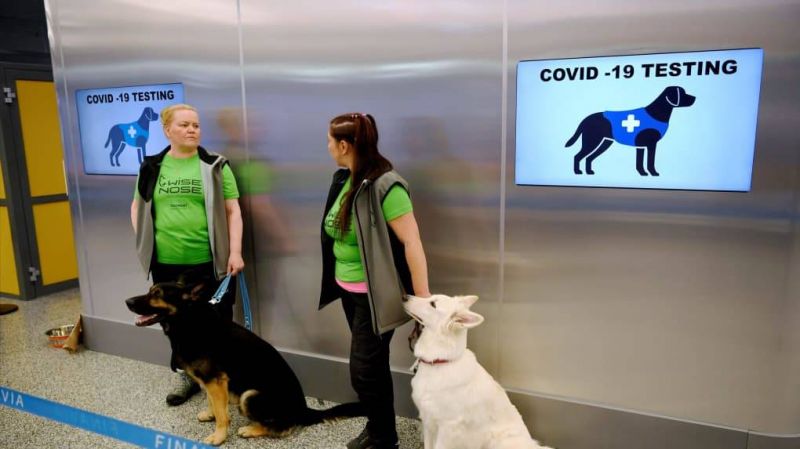 Le dépistage du coronavirus par des chiens scientifiquement prometteur
