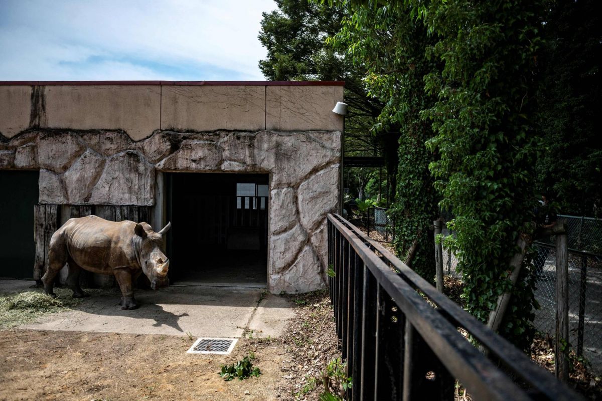 Emma, femelle rhinocéros, prend ses quartiers en attendant son mariage arrangé