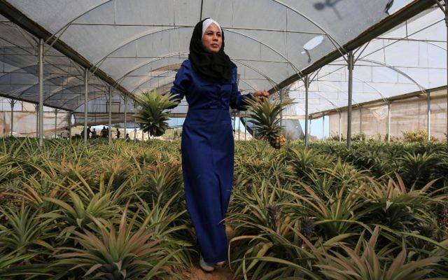Reprise limitée lundi des exportations agricoles depuis Gaza