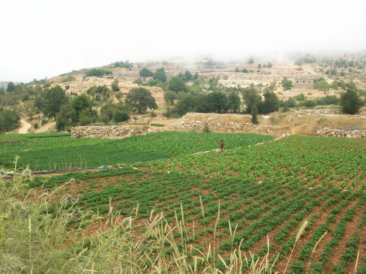 Quelles sont les répercussions de l’interdiction des exportations agricoles vers l’Arabie saoudite ?