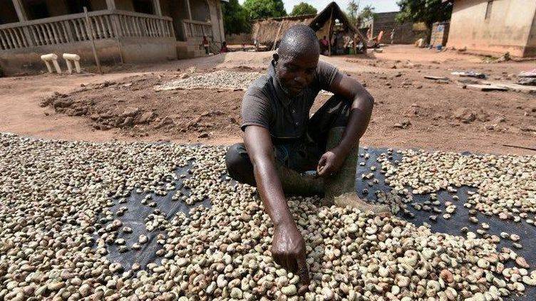 Noix de cajou : des transformateurs de Côte d’Ivoire dénoncent la concurrence asiatique