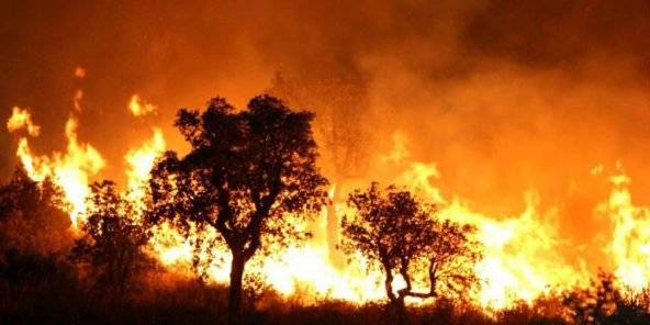 Des forêts du massif des Aurès en proie aux flammes