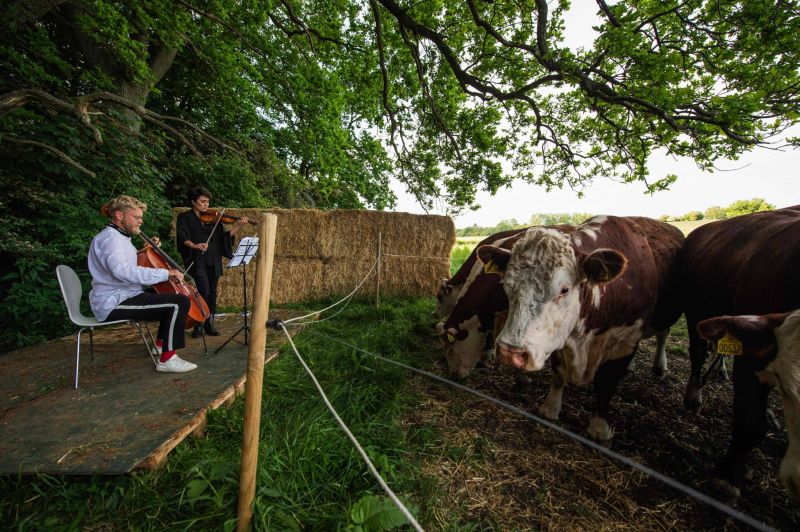 Au Danemark, concertos de chambre pour... vaches ! Au Danemark, concertos de chambre pour... vaches !