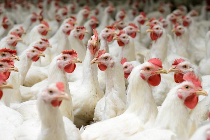 Poultry farmers issue “cry of distress”