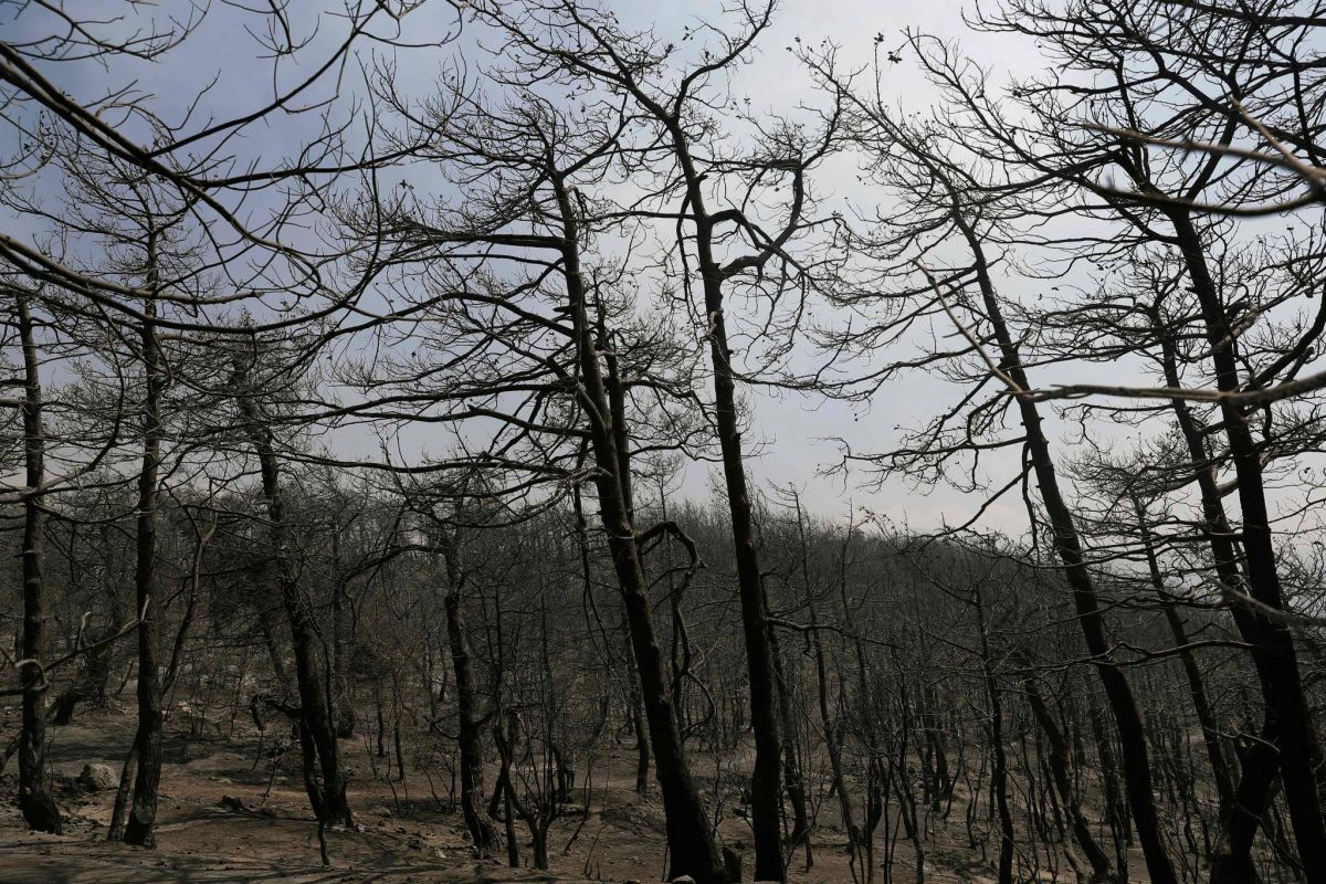 Incendies dans le Akkar : la situation 