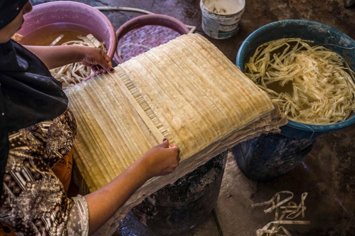 Dans le delta du Nil, des fermiers veulent sauver le papyrus