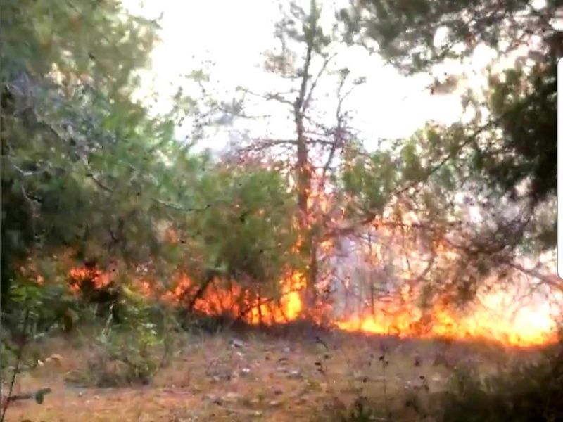 Nouvel incendie dans une forêt de pins au Akkar
