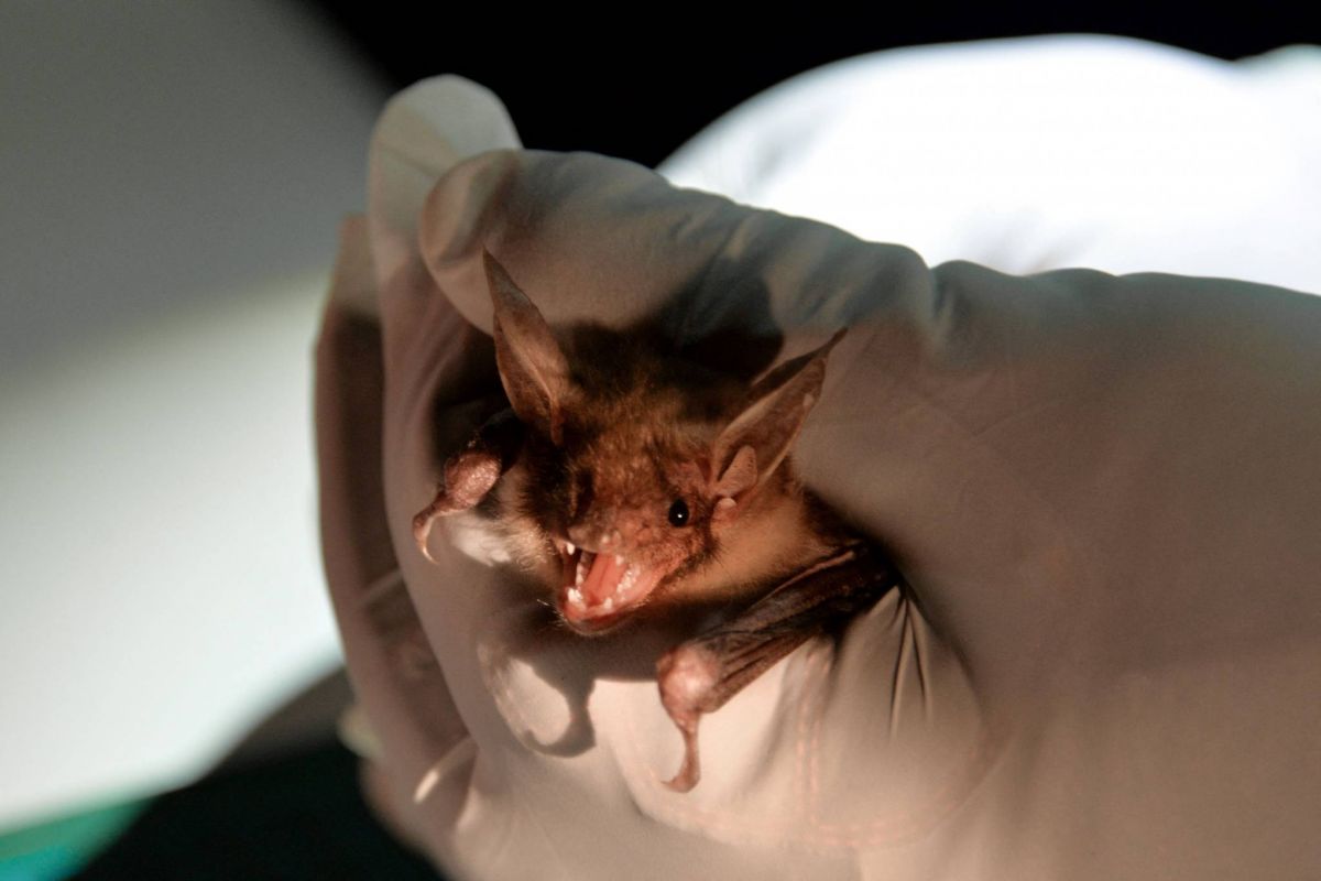 Et si les chauves-souris détenaient la clé d’une vieillesse bien portante ?
