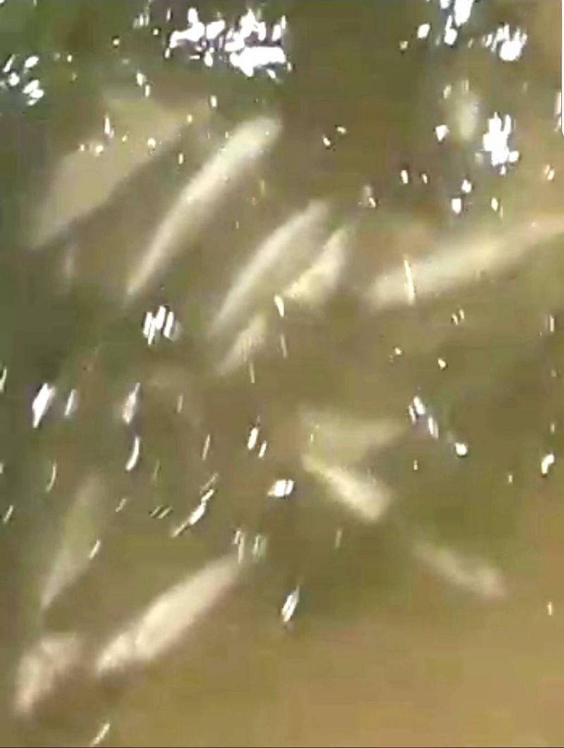 Hécatombe de poissons dans le fleuve Nahr el-Bared