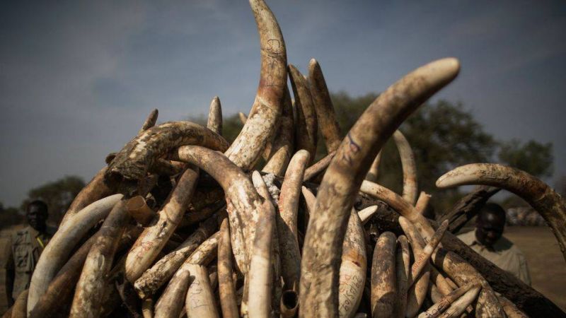 Ouverture du procès d'un trafic international d'ivoire et de cornes de rhinocéros