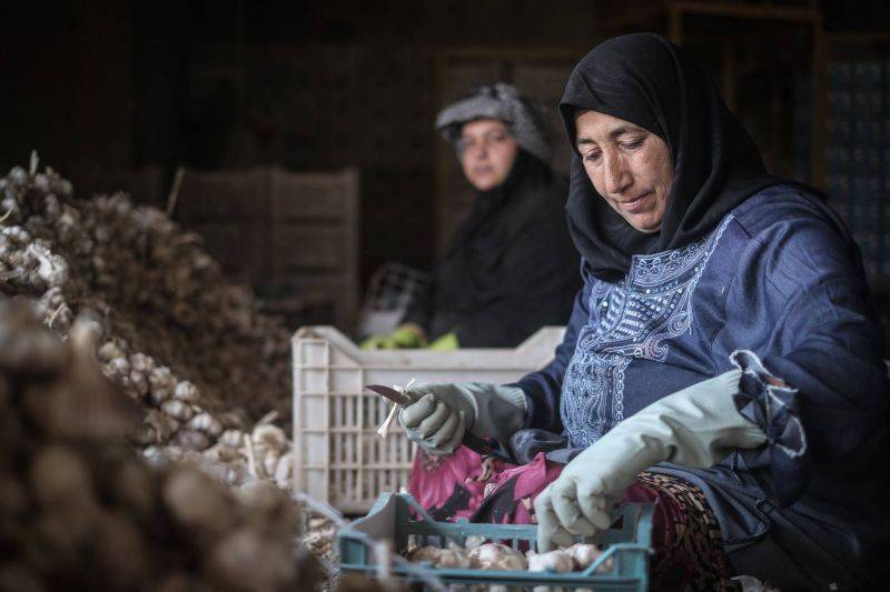 Exportations vers l’Arabie : les agriculteurs libanais croulent sous les dettes et les stocks