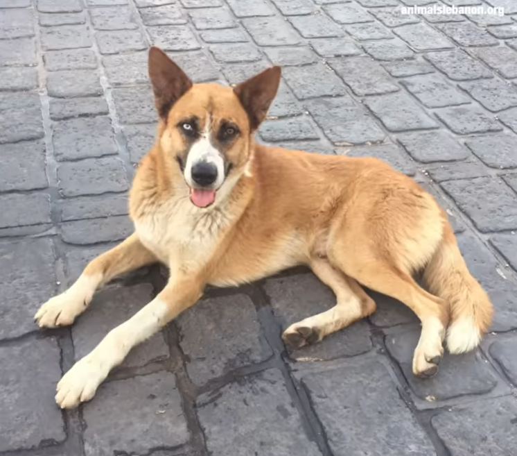 Tollé après la découverte de chiens morts sur le campus de Hadath de l’UL