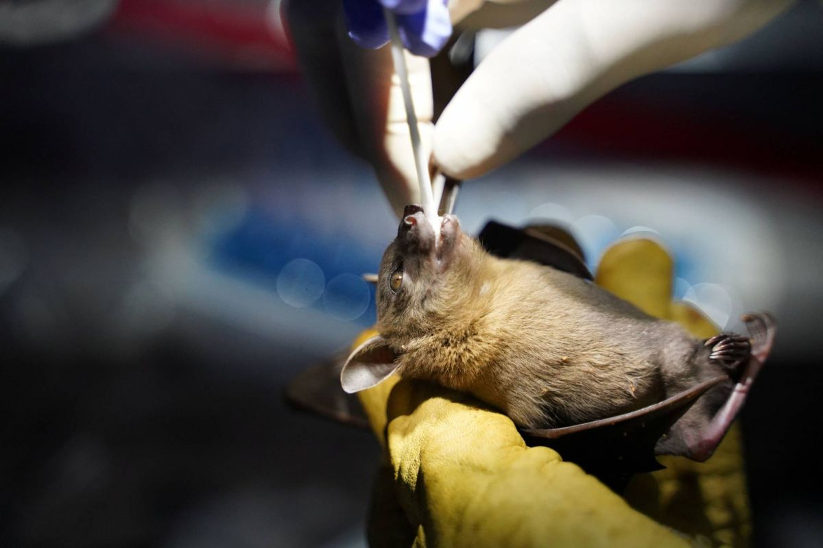 Des virus proches du SARS-CoV-2 découverts chez des chauves-souris