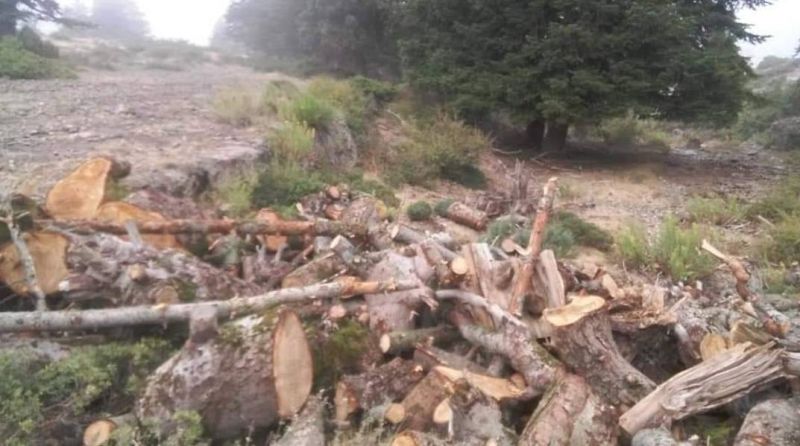 Abattage sauvage d'arbres : le ministre de l'Agriculture réclame des sanctions plus sévères