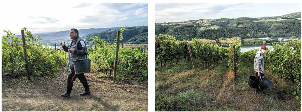Par Toutatis ! Des vins sortis de la cuisse de Jupiter...