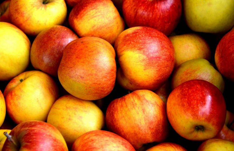 Les exportations des pommes en Jordanie, une aubaine pour le Liban