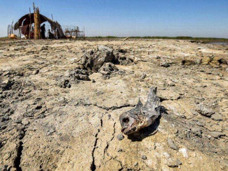 L'Irak réduit de moitié ses zones cultivées à cause de la sécheresse