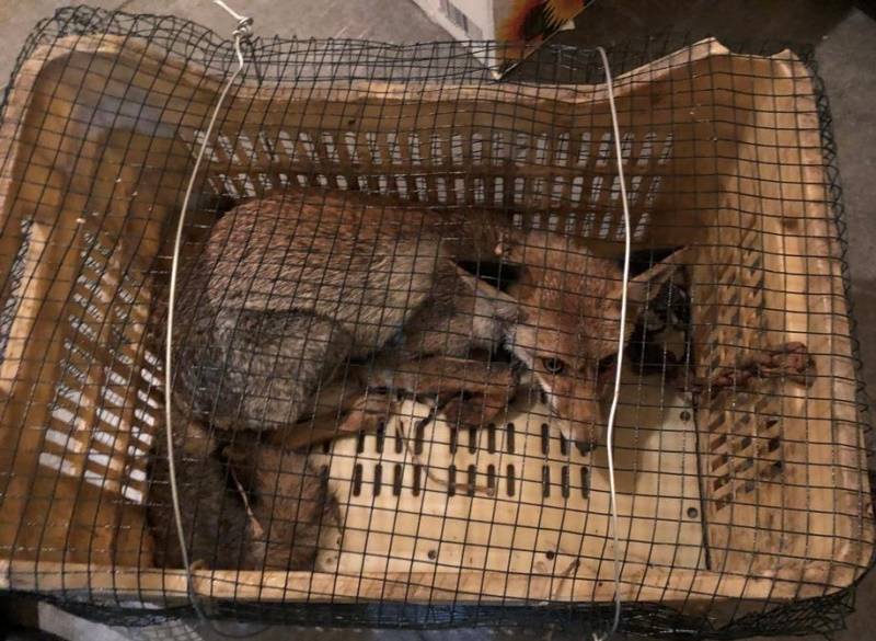 Un renard en captivité relâché dans la réserve d’Ehden
