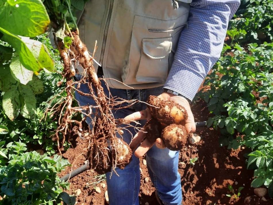 Réduction des engrais chimiques dans la culture de la pomme de terre grâce à une formation de la FAO