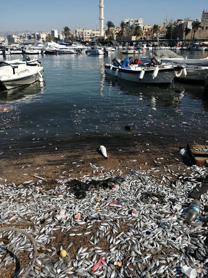 A Saïda, les poissons sont des victimes collatérales de la crise