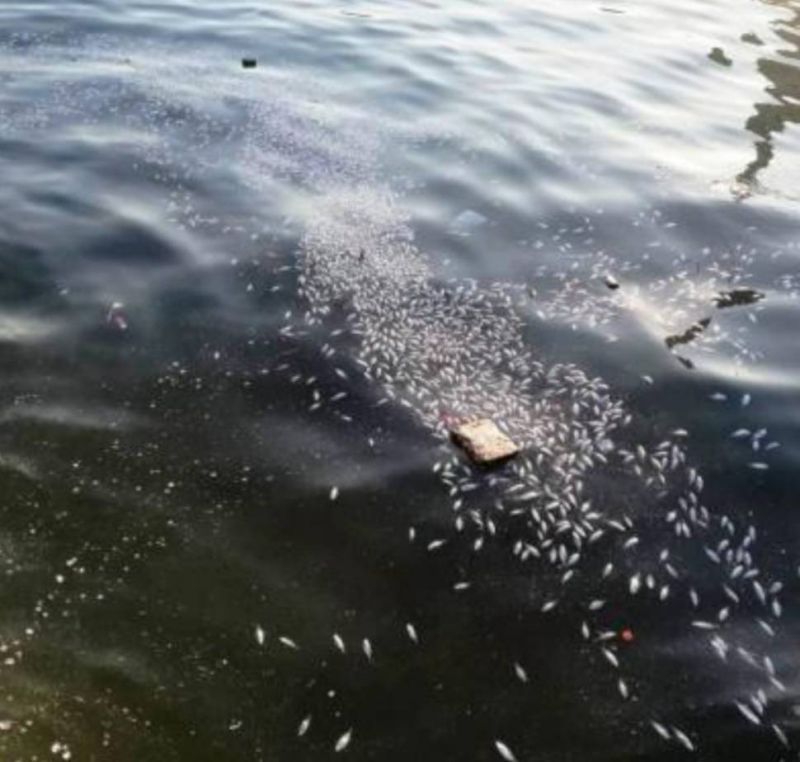 Large number of dead fish found floating in Saida fishing port