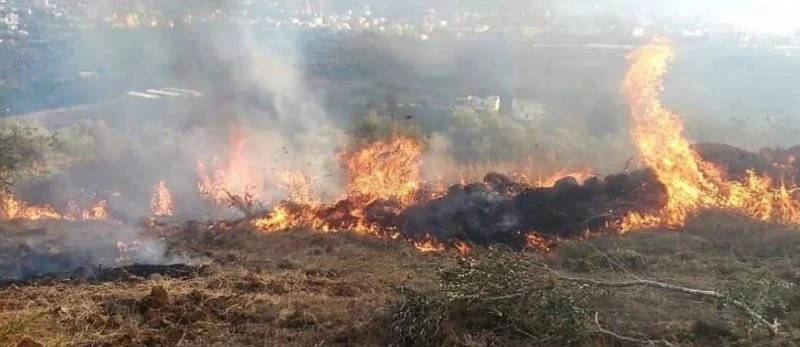 Fire in Akkar burns olive groves