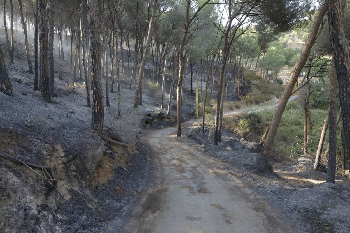 Au pays du pin qui flambe